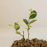 Beauty of Joseon Calming serum : Green tea + Panthenol