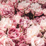 Urang Organic Rose Mist (2025/2026 Limited Edition)