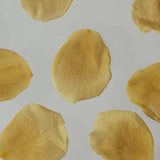 Wylys The Illuminate Set ($248 Value)