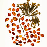 Wylys Double Rose Luminizer