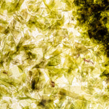 Wylys Nightinol Cream