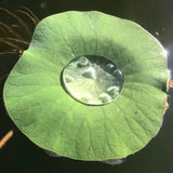 Hyeja Vegan Lotus Gentle Purifying PHA Facial Mist