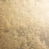 Hyeja Vegan Rice Probiotics Gentle Micellar Cleansing Milk