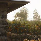 Melixir Mandarin Vitamin CE Hydration Cream