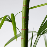 Purito Mighty Bamboo Panthenol Cleanser