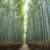 Melixir Vegan Bamboo Hydration Serum